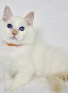 Thimble - Ragdoll Cat For Sale - Queen Creek, AZ, US Thimble - Ragdoll Cat For Sale - Queen Creek, AZ, US