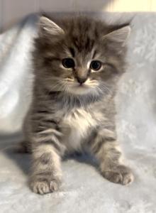 Gray - Domestic Kitten For Sale - Fitchburg, MA, US Gray - Domestic Kitten For Sale - Fitchburg, MA, US