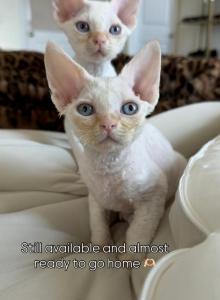 May Litter - Devon Rex Kitten For Sale - Oak Hills&comma; CA&comma; US