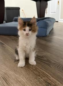 Rainbow - Maine Coon Kitten For Sale - Vernon, NJ, US Rainbow - Maine Coon Kitten For Sale - Vernon, NJ, US