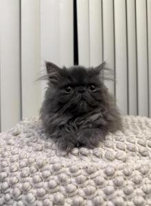 Arya - Persian Kitten For Adoption - Sterling Heights&comma; MI&comma; US