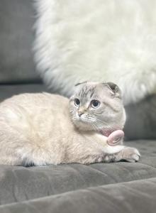 Khaleesi - Scottish Fold Cat For Sale - Sedalia&comma; MO&comma; US