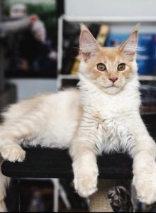 Red Smoke male - Maine Coon Kitten For Sale - Chandler Heights, AZ, US Red Smoke male - Maine Coon Kitten For Sale - Chandler Heights, AZ, US
