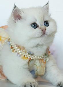 British Shorthair Taya - British Shorthair Kitten For Sale - Louisville, KY, US British Shorthair Taya - British Shorthair Kitten For Sale - Louisville, KY, US