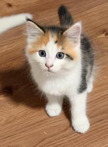 Surprise Litter - Maine Coon Kitten For Sale - NY, US Surprise Litter - Maine Coon Kitten For Sale - NY, US