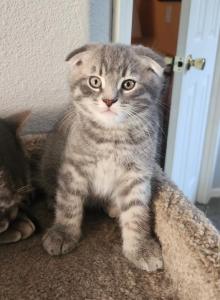 Cinco - Scottish Fold Kitten For Sale - Molalla, OR, US Cinco - Scottish Fold Kitten For Sale - Molalla, OR, US
