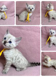 DaisysLitter - Bengal Kitten For Sale - Natchitoches, LA, US DaisysLitter - Bengal Kitten For Sale - Natchitoches, LA, US