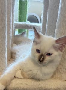 Stellas Litter - Ragdoll Kitten For Sale - Burton, MI, US Stellas Litter - Ragdoll Kitten For Sale - Burton, MI, US