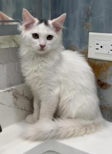 Mix Ragdoll & Turkish Van - Ragdoll Kitten For Adoption - Auburn, WA, US Mix Ragdoll & Turkish Van - Ragdoll Kitten For Adoption - Auburn, WA, US