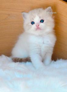 Bellas litter - Ragdoll Kitten For Sale - Charlotte&comma; NC&comma; US