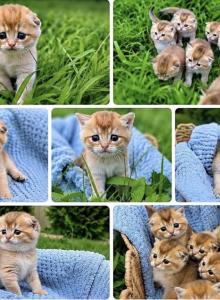 July Babies - Scottish Fold Kitten For Sale - Feasterville&comma; PA&comma; US