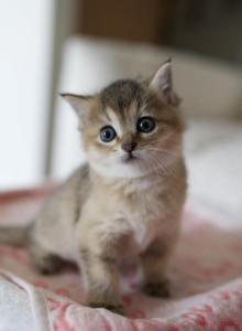 Tiny - British Shorthair Kitten For Sale - Hazelwood&comma; MO&comma; US