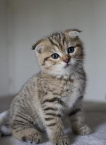 Hazel - Scottish Fold Kitten For Sale - Hazelwood, MO, US Hazel - Scottish Fold Kitten For Sale - Hazelwood, MO, US