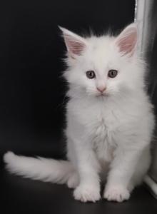 Emperor - Maine Coon Kitten For Sale - Champaign&comma; IL&comma; US