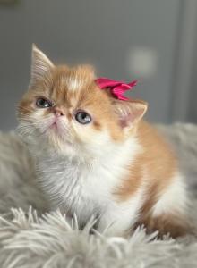 Ginger - Persian Kitten For Sale - Arlington Heights, IL, US Ginger - Persian Kitten For Sale - Arlington Heights, IL, US