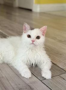 Ponpon - Selkirk Rex Kitten For Sale - CA&comma; US