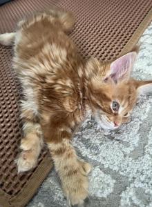 Creamsicle Litter - Maine Coon Kitten For Sale - Palmer&comma; MA&comma; US