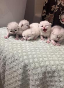Babs and Poldarks Babies - British Shorthair Kitten For Sale - OR&comma; US