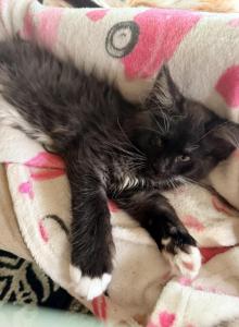 Black smoke - Maine Coon Kitten For Sale - Elkland&comma; MO&comma; US