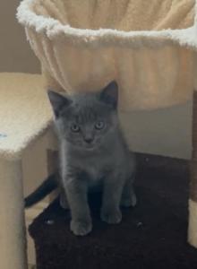 Scottish straight - Scottish Straight Kitten For Sale - Antioch&comma; CA&comma; US