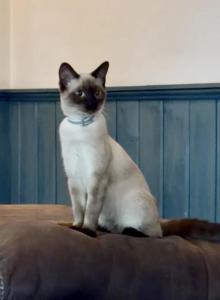 LUNA - Siamese Kitten For Sale - Morristown&comma; NJ&comma; US
