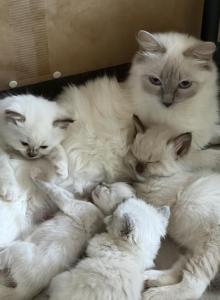 Lilys Babies - Ragdoll Kitten For Sale - Burton, MI, US Lilys Babies - Ragdoll Kitten For Sale - Burton, MI, US