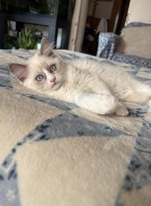 Summer Ragdoll Kittens Litter Ad - Ragdoll Kitten For Sale - Front Royal, VA, US Summer Ragdoll Kittens Litter Ad - Ragdoll Kitten For Sale - Front Royal, VA, US