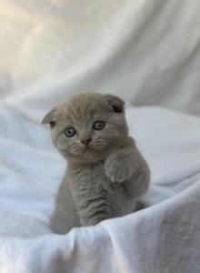 Milo - British Shorthair Kitten For Sale - Jacksonville, FL, US Milo - British Shorthair Kitten For Sale - Jacksonville, FL, US