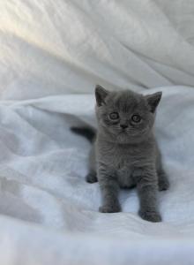 Luna - British Shorthair Kitten For Sale - Jacksonville, FL, US Luna - British Shorthair Kitten For Sale - Jacksonville, FL, US