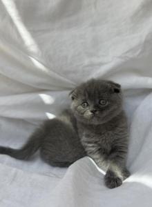 Bella - Scottish Fold Kitten For Sale - Jacksonville&comma; FL&comma; US