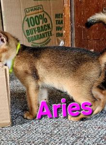 Star babies - Abyssinian Kitten For Sale - Hutchinson, KS, US Star babies - Abyssinian Kitten For Sale - Hutchinson, KS, US