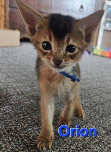 Star babies - Abyssinian Kitten For Sale - Hutchinson&comma; KS&comma; US