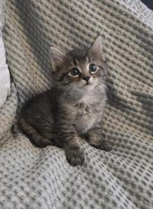 Percy - American Shorthair Kitten For Sale - Memphis, TN, US Percy - American Shorthair Kitten For Sale - Memphis, TN, US