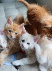 Creamsicle Litter - Maine Coon Kitten For Sale - Palmer, MA, US Creamsicle Litter - Maine Coon Kitten For Sale - Palmer, MA, US