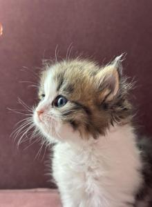 Cutie Dollface Persian - Persian Kitten For Sale - Temecula, CA, US Cutie Dollface Persian - Persian Kitten For Sale - Temecula, CA, US