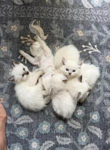 Sweet Ragdoll babies near Cincinnati - Ragdoll Kitten For Sale - Lebanon, OH, US Sweet Ragdoll babies near Cincinnati - Ragdoll Kitten For Sale - Lebanon, OH, US
