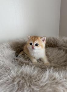 Litter b 1 - British Shorthair Kitten For Sale - Buffalo, NY, US Litter b 1 - British Shorthair Kitten For Sale - Buffalo, NY, US