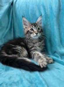 Boy V67 - Maine Coon Kitten For Sale - Millingport, NC, US Boy V67 - Maine Coon Kitten For Sale - Millingport, NC, US