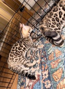 Bengal Kittens - Bengal Kitten For Sale - Reseda, CA, US Bengal Kittens - Bengal Kitten For Sale - Reseda, CA, US