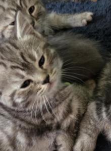 1 Chocolate male - Himalayan Kitten For Sale - Canton&comma; OH&comma; US