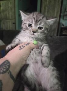 1 Chocolate male - Himalayan Kitten For Sale - Canton&comma; OH&comma; US
