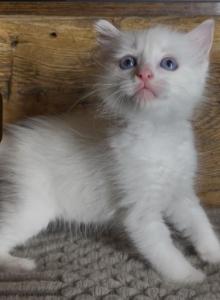 Girl flamepoint - Ragdoll Kitten For Sale - Glens Falls, NY, US Girl flamepoint - Ragdoll Kitten For Sale - Glens Falls, NY, US