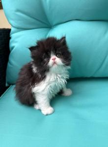 Bishop - Persian Kitten For Sale - Delavan&comma; WI&comma; US
