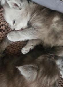 NickXRhae - Maine Coon Kitten For Sale - Spokane, WA, US NickXRhae - Maine Coon Kitten For Sale - Spokane, WA, US