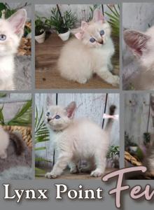 Lilac Lynx Point kitten - Siberian Kitten For Sale - Eagan&comma; MN&comma; US