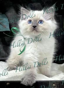 The Sea of Traditional BluePoints - Ragdoll Kitten For Sale - Millersport&comma; OH&comma; US