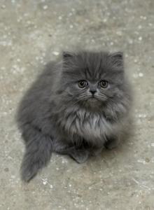 Angel - Persian Kitten For Sale - Georgetown, KY, US Angel - Persian Kitten For Sale - Georgetown, KY, US