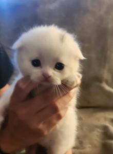 Ghost - Scottish Fold Kitten For Adoption - Post Falls&comma; ID&comma; US