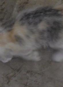 Calla - Scottish Straight Kitten For Sale - Bowie&comma; MD&comma; US