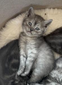 Scottish straight boy - Scottish Straight Kitten For Sale - Minneapolis&comma; MN&comma; US